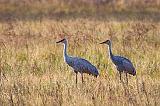 Sandhill Cranes_36258